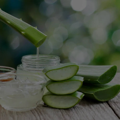 Aloe vera