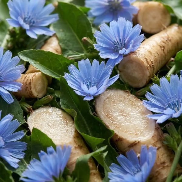Curcuma
