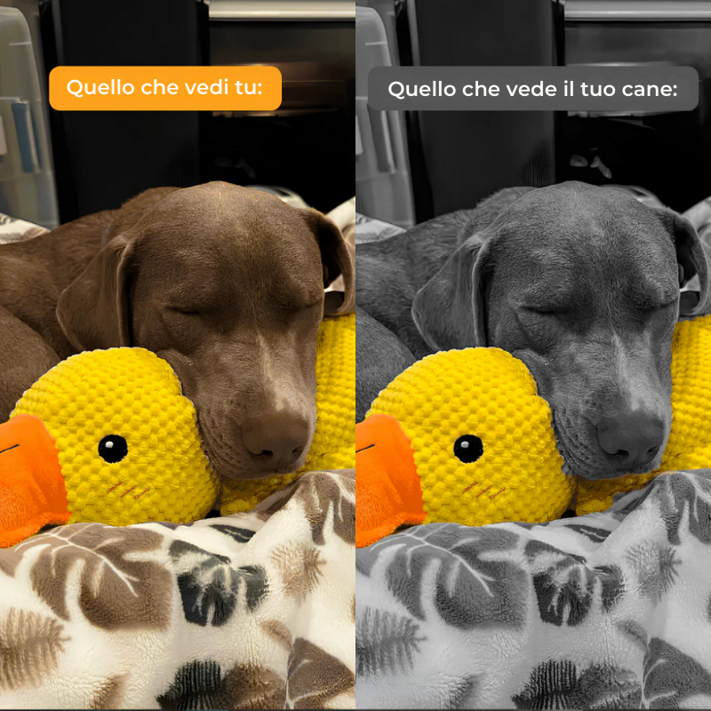 QuackCalma™ - Il compagno che rilassa ogni cagnolino