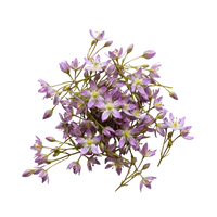 Swertia japonica