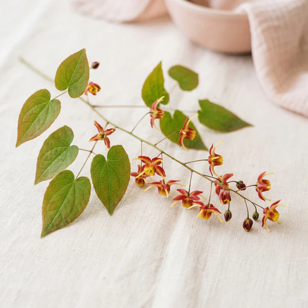 Epimedium