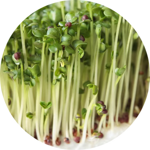 Germogli di broccoli