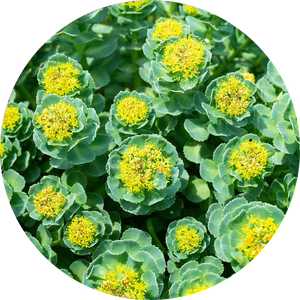 Rhodiola rosea