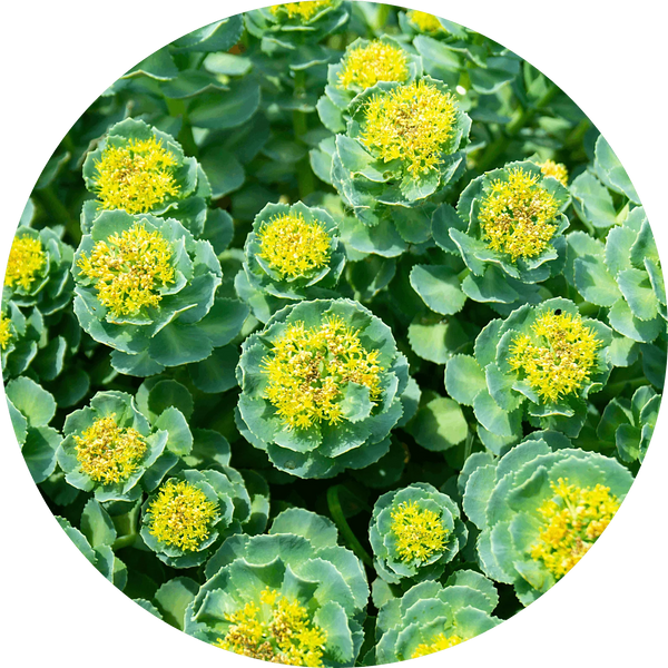 Rhodiola rosea