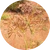 Cyperus rotundus