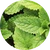 Estratto di menta