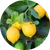 Estratto di agrumi
