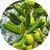 Estratto di oliva